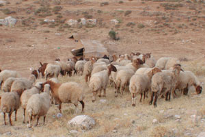 Regular inhabitants of 'Umayri