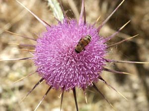 A blossom on one of millions of huge assault thistles, marking beauty among the thorns. Photo by Denise Herr)