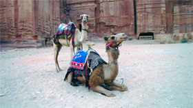 Petra - Camels