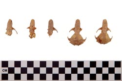 Five rodent skulls from one pithos